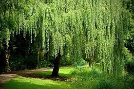 Image result for Salix babylonica