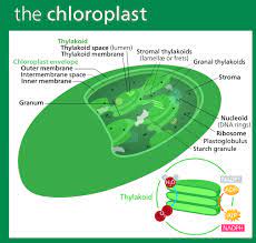 Maybe you would like to learn more about one of these? What Is The Site Of Photosynthesis Albert Io