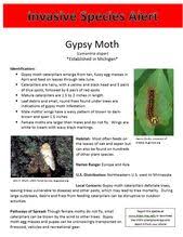 Black And Red Caterpillar Michigan Pin On Invasive Species