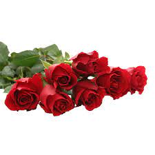 Hermosa Rosa Roja Png Rosas Rojas Hermosas Ilustracion De Rosa Boda De Rosas Rojas