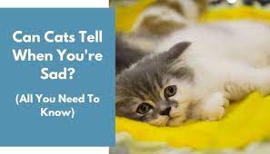 Can Cats Tell When You Re Sad How They Act Animalfate