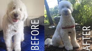 When to shampoo, when to groom, when to trim. Decker Gets A Haircut Goldendoodle At Home Puppy Cut Tutorial Youtube