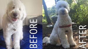 They get their classic teddy bear nickname from their adorable appearance! Decker Gets A Haircut Goldendoodle At Home Puppy Cut Tutorial Youtube
