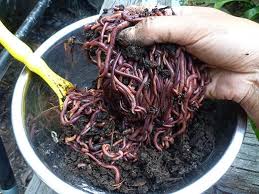 Check spelling or type a new query. Vermicomposting A Way With Worms Garden Betty