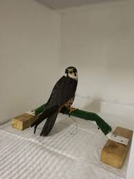 We hope you enjoy our growing collection of hd images to use as a. Phoenix Bird Real Images Zerox