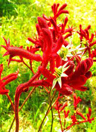 Nº 126 Anigozanthos Flavidus Pata De Canguro Kangaroo Paws Amazing Nature Flowers Nature
