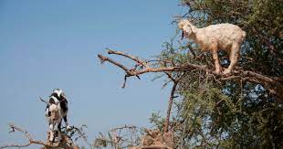 Coffee bean from animal droppings. The Poop Of These Moroccan Tree Goats Produces Pricey Argan Oil Cbs News