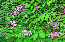 Image result for Indigofera dimidiata