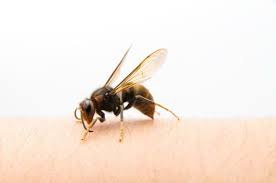 The wasps fight with the defending bees but if there are enough wasps, they will eventually kill the bees at the hive entrance. Stinging Insects How To Treat A Bee Sting Pestworld
