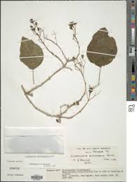 Image result for Clerodendrum tricholobum