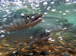 Favorite this post jul 22 Fish That Climb Trees Fact Or Fable Scientific Scribbles