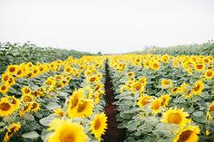 Bunga matahari merupakan salah satu jenis bunga yang berasal dari keluarga astereceae dan genus helianthus. 11 Home And Garden Ideas Kawaii Bedroom Home And Garden Kawaii Room