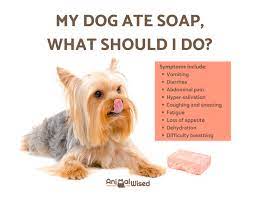 My Dog Ate Soap What Should I Do
