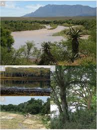 Image result for Xylia torreana