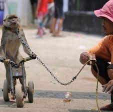 If you need help, please send us a modmail, don't message individual mods directly. Bebas Topeng Monyet Dancing Monkeys Rescue And Rehabilitation Indonesia Wildatlife