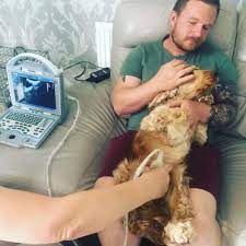 What You Should Know About Dog Abortion Animalso