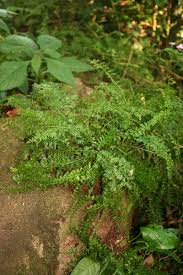 Image result for Asplenium sandersonii