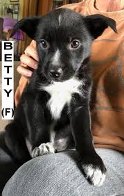 If you are looking to adopt or buy a collie take a look here! Adopted Roaring Twenties Puppies Northern California Border Collie Rescue Adoptions