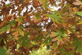 Lungsod sa estados unidos, texas (ceb); What Is A White Oak Tree Learn About White Oak Trees In The Landscape