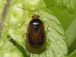 Image result for Micractis bojeri