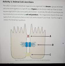 Which animal cell junction is correctly matched with its function. Activity 1 Animal Cell Junctions The Cells In Chegg Com