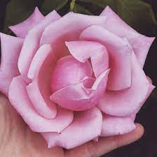 Pin On Rose Heart Medicine Rose Flower Essence