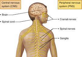 As with other higher vertebrates, the human nervous system has two main parts: 1 The Human Nervous System 12 Download Scientific Diagram