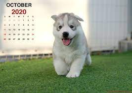 October 2020 Calendar 5 Beautiful Puppies Beautiful Puppy Puppies Puppy Wallpaper