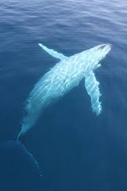 Pin By Tracy Mccarthy On Animals Ocean Creatures Ocean Animals Marine Animals