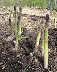 Growing asparagus (asparagus officinalis) requires patience but boy, is the payoff worth it. 17 Best Growing Asparagus From Seed Ideas Growing Asparagus Growing Asparagus From Seed Asparagus