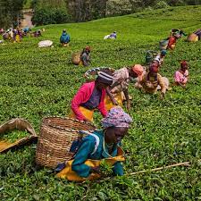 Find the perfect kenya tea stock photos and editorial news pictures from getty images. Kenyan Tea Workers File Un Complaint Against Unilever Over 2007 Ethnic Violence Global Development The Guardian