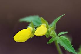 Image result for Calceolaria tripartita