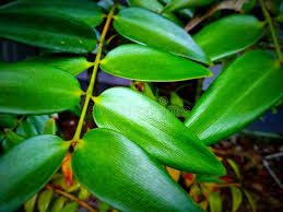 Image result for Nageia nagi