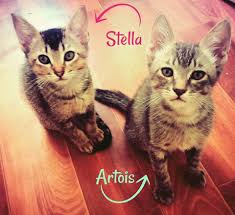 Abre en Punta del este la primera cafetería de gatos del Uruguay - NODAL