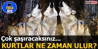 Kurtlar Ne Zaman Ulur