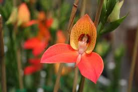 Image result for Disa stairsii