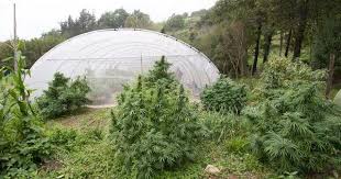 Dried leaf margins can indicate fertilizer burn or wind burn. How To Protect Your Cannabis Plants From Weather Extremes