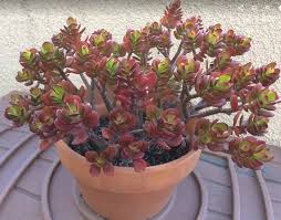Gollum jade crassula ovata download care card. Jade Plant Crassula Ovata Care Propagation Types And More Succulent Plant Care