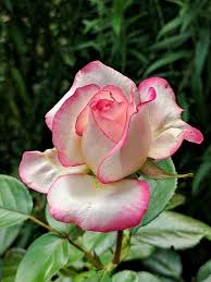 Rose a cespuglio: Consigli, Coltivazione e Cura