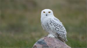 Image result for Snowy owl