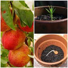 How To Grow Nectarines From Seed Homestead Survival Growing Vegetables Growing Seeds Edible Garden