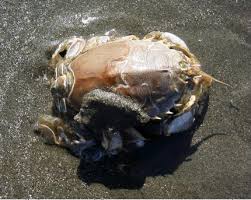 Image result for Hippocratea ritschardii