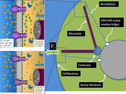 It extends from the cell nucleus to the cell membrane and is composed of similar proteins in the various organisms. Signal Transmission Through Elements Of The Cytoskeleton Form An Optimized Information Network In Eukaryotic Cells Scientific Reports