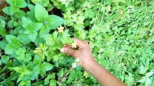 Image result for Ranunculus multifidus