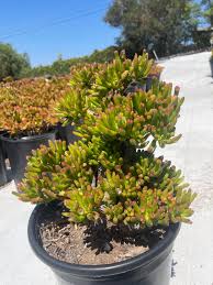 Image result for Crassula granvikii