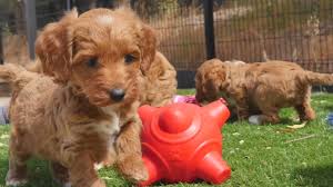 Miniature Spoodle Puppies Chevromist Youtube