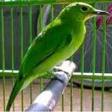 Cara Merawat Cucak Ijo Bakalan Agar Rajin Bunyi Kicaukan Klub Burung Kicau