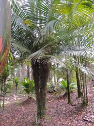 As a matter of fact, there aren't really any trees at all. Dypsis Fibrosa Austin Garden Hawaii Indoor Gardening Kit Garden Parasols Palm Plant
