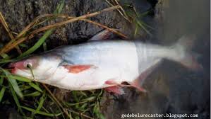 Ikan_keli_afrika #ikan_lele #ikan_baung #umpan_jitu resipi umpan dedak keli afrika: Mancing Ikan Patin Ini Dia Umpan Patin Terbaik Di Alam Liar