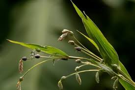 Image result for Coix lacryma-jobi